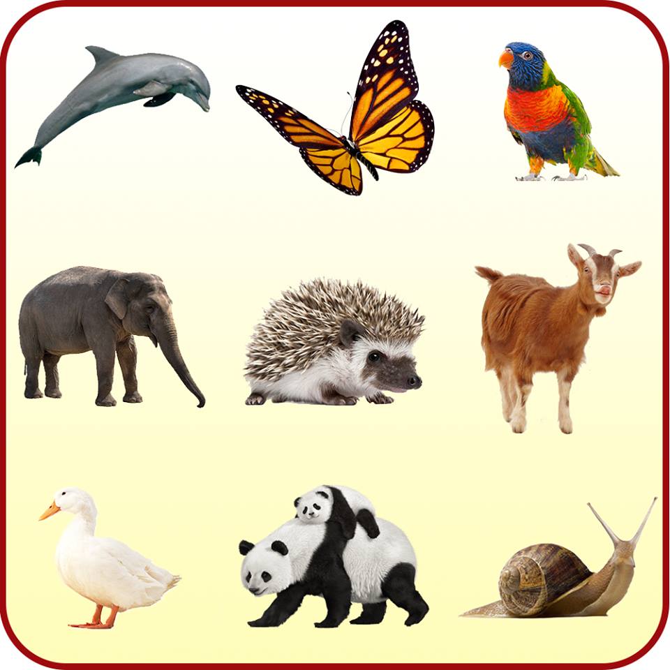 Animals Guide for Kids